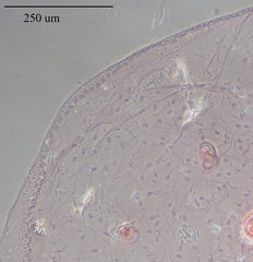 Russellaspis pustulans