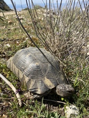 Testudo marginata