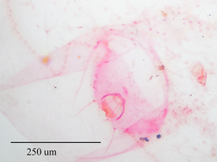 Russellaspis pustulans