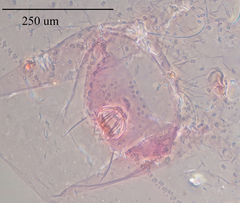 Russellaspis pustulans