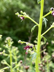 Scrophularia canina canina