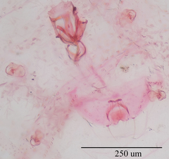 Russellaspis pustulans