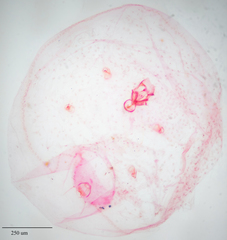 Russellaspis pustulans