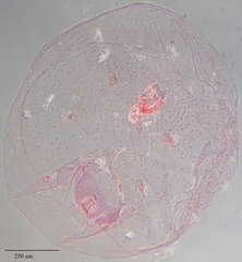 Russellaspis pustulans