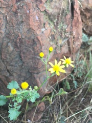 Cineraria lyratiformis