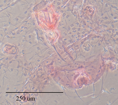 Russellaspis pustulans