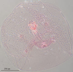 Russellaspis pustulans