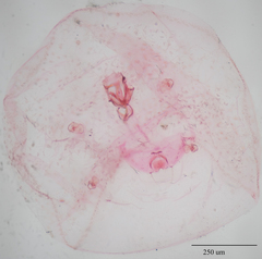 Russellaspis pustulans