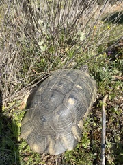 Testudo marginata