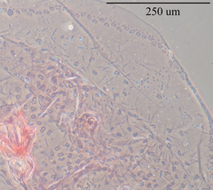 Russellaspis pustulans