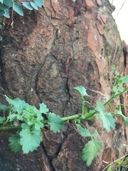 Cineraria lyratiformis