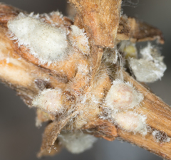 Russellaspis pustulans