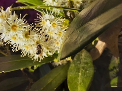 Apis mellifera