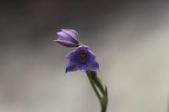 Thelymitra × dentata