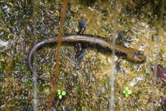 Plethodon petraeus