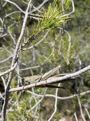 Anacridium aegyptium