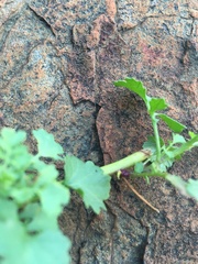 Cineraria lyratiformis