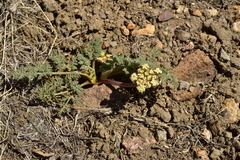 Lomatium austiniae