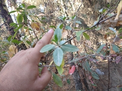 Ageratina glabrata