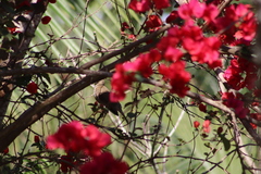Turdus assimilis