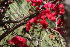 Turdus assimilis