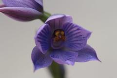 Thelymitra × dentata