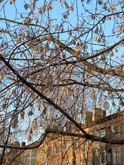 Acer negundo