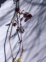 Cineraria lyratiformis