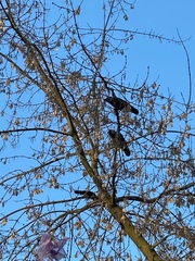 Corvus cornix