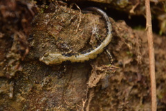 Plethodon petraeus