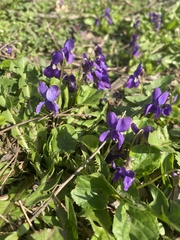 Viola odorata