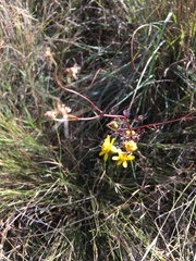 Cineraria lyratiformis
