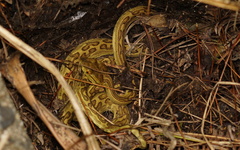 Protobothrops flavoviridis