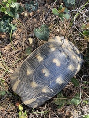 Testudo marginata