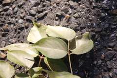 Bischofia polycarpa