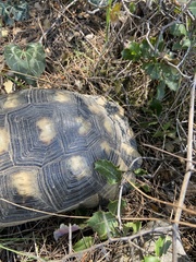 Testudo marginata