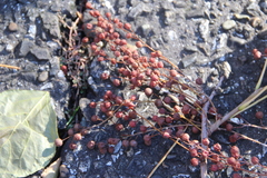 Bischofia polycarpa
