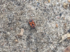 Pyrrhocoris apterus