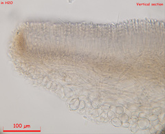 Moellerodiscus capillipes