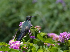 Colibri serrirostris