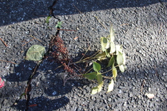 Bischofia polycarpa