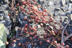 Bischofia polycarpa