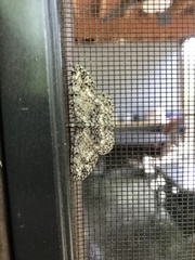 Hypomecis umbrosaria