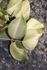 Bischofia polycarpa