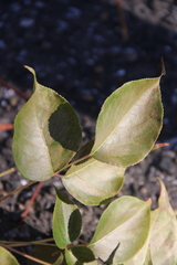 Bischofia polycarpa