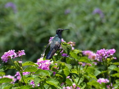 Colibri serrirostris
