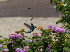 Colibri serrirostris