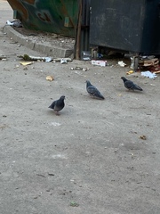 Columba livia domestica