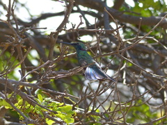 Colibri serrirostris