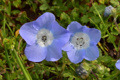 Nemophila menziesii